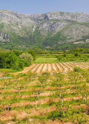 Agriculture Fields in Konavle Dubrovnik