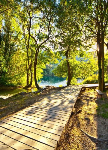 Sunny forest path