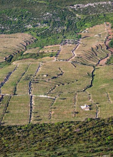 Vineyards in Konavle Dubrovnik Region Croatia